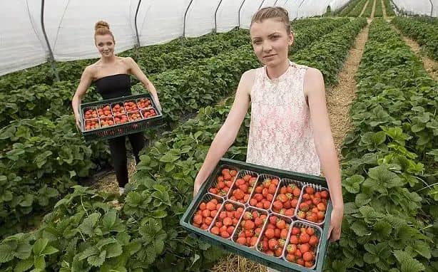 fruit picking jobs