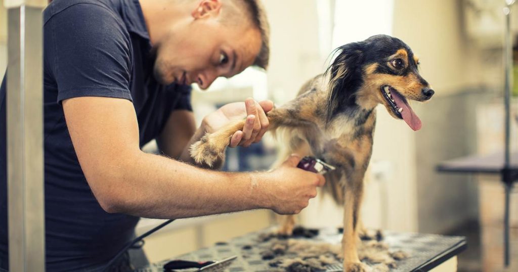 How much do dog groomers make - Business Infusion