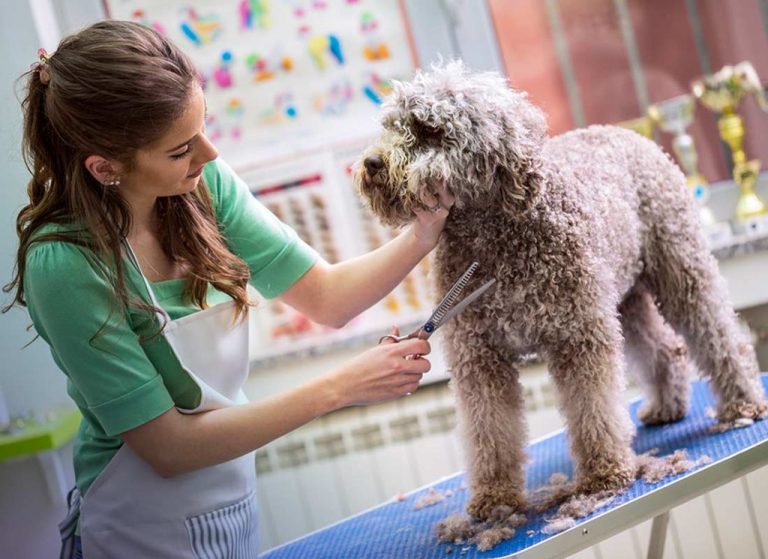 Profitable and low investment dog grooming business plan - Business